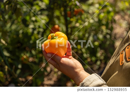 Gardener harvesting ripe yellow bell pepper Gardener harvesting ripe yellow bell pepper 132988935