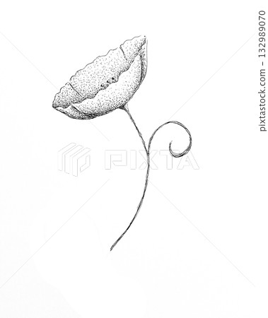 Poppy Poppy 132989070