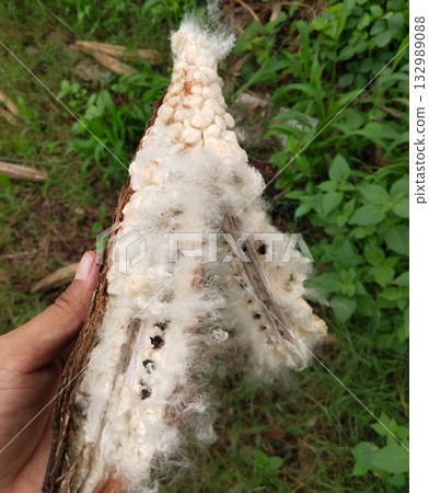 Silk cotton tree fruit pod showing white kapok fibers and seeds, harvested semar (Bombax ceiba) capsule opened in hand, natural stuffing material and seed propagation example in outdoor farm 132989088