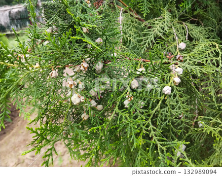 Thuja branch with mature seed cones, Oriental arborvitae plant showing green scaly foliage and round seeds for propagation, fresh seeds ready for home garden planting and germination 132989094