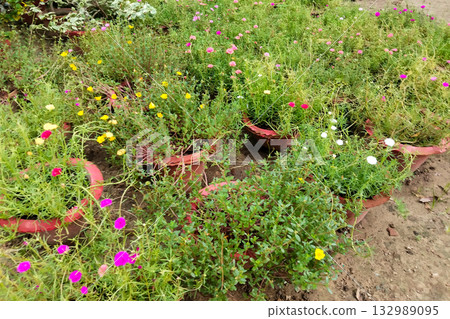 Colorful blooming Portulaca flowers in clay pots placed in outdoor garden, vibrant moss rose flowering plants with pink, yellow, white and red blossoms in natural soil background 132989095