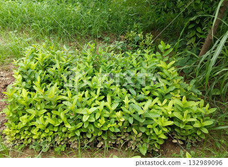 Guava seedlings in nursery bags arranged for farming, young guava plants propagation in agricultural plant nursery environment 132989096