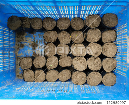 Nursery soil bags arranged for planting in farm, empty polybags filled with growing medium, agricultural preparation for sapling propagation, garden nursery setup with organized soil containers 132989097