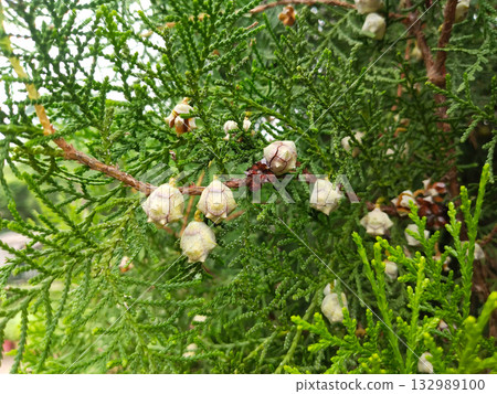 Thuja branch with mature seed cones, Oriental arborvitae plant showing green scaly foliage and round seeds for propagation, fresh seeds ready for home garden planting and germination Thuja branch with mature seed cones, Oriental arborvitae plant showing green scaly foliage and round seeds for propagation, fresh seeds ready for home garden planting and germination 132989100