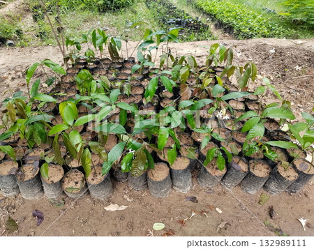 Multiple grow bags with young mango plants in nursery setting, tropical fruit saplings cultivated in soil-filled fabric bags for sustainable farming, horticulture, and garden plantation in outdoor Multiple grow bags with young mango plants in nursery setting, tropical fruit saplings cultivated in soil-filled fabric bags for sustainable farming, horticulture, and garden plantation in outdoor 132989111