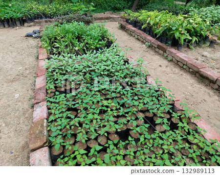 Papaya plants growing in organized rows of nursery bags, ideal for home gardens and commercial farming, healthy saplings ready for transplantation, excellent choice for fruit production and organic 132989113