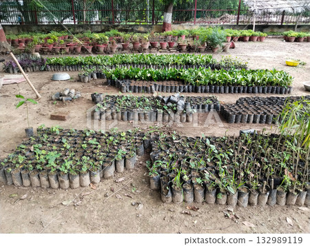 Professional Plant Nursery with Bagged Saplings and Potted Plants: Well-Organized Variety for Gardening, Farming, Landscaping, and Organic Cultivation, Healthy Saplings, Managed Growth, and Weed-Free Professional Plant Nursery with Bagged Saplings and Potted Plants: Well-Organized Variety for Gardening, Farming, Landscaping, and Organic Cultivation, Healthy Saplings, Managed Growth, and Weed-Free 132989119