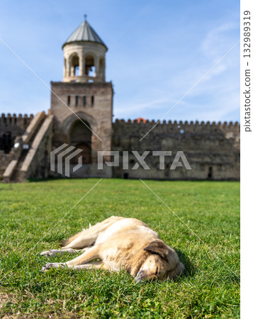 A dog taking a nap in front of the bell tower of the Svetitskhoveli Cathedral, a UNESCO World Heritage Site, in Mtskheta, Georgia A dog taking a nap in front of the bell tower of the Svetitskhoveli Cathedral, a UNESCO World Heritage Site, in Mtskheta, Georgia 132989319