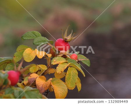 Rosehip berries on branch closeup. Wild rosehips in fall nature, Autumn scene dog rose berries Rosehip berries on branch closeup. Wild rosehips in fall nature, Autumn scene dog rose berries 132989449