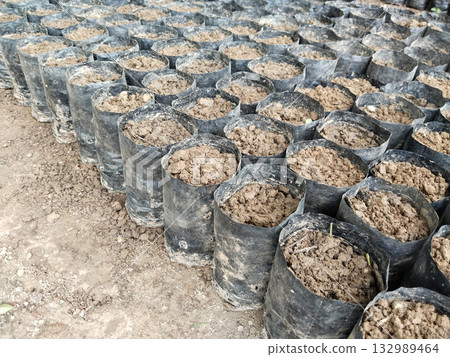 Multiple black grow bags filled with fertile soil arranged in neat rows for nursery and gardening use, ready for planting seeds or saplings, agriculture and horticulture equipment for cultivation 132989464
