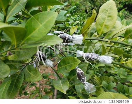 lemon Plant stem propagation by air layering method, wrapped soil and plastic on branch with string for root growth, horticultural technique in garden using healthy green leaves and natural lemon Plant stem propagation by air layering method, wrapped soil and plastic on branch with string for root growth, horticultural technique in garden using healthy green leaves and natural 132989469
