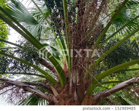 Tropical palm tree with clusters of seeds and large green fronds, robust seed-producing tree in lush outdoor environment Tropical palm tree with clusters of seeds and large green fronds, robust seed-producing tree in lush outdoor environment 132989485