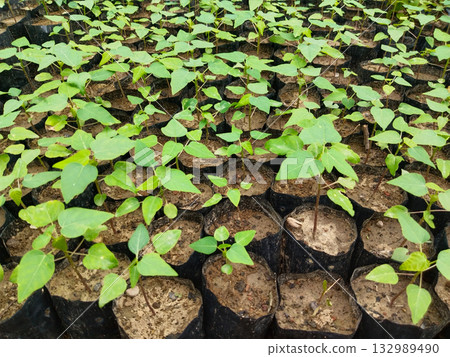 Papaya saplings growing in individual nursery bags, well-managed and healthy plants ideal for fruit gardens and commercial farms, perfect for organic cultivation with fast growth and easy 132989490