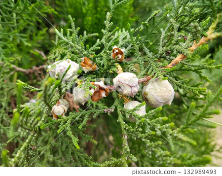 Thuja branch with mature seed cones, Oriental arborvitae plant showing green scaly foliage and round seeds for propagation, fresh seeds ready for home garden planting and germination 132989493