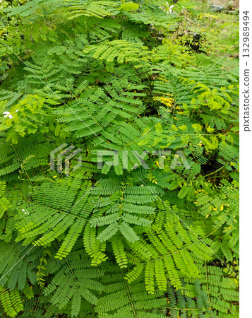 Multiple tamarind saplings growing in neat rows at plant nursery for commercial agriculture and horticulture, Multiple tamarind saplings growing in neat rows at plant nursery for commercial agriculture and horticulture, 132989494