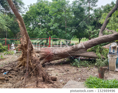 Uprooted tree with exposed roots and fallen trunk damaging park fence, reddish bark, natural disaster impact in garden setting with greenery and outdoor environment Uprooted tree with exposed roots and fallen trunk damaging park fence, reddish bark, natural disaster impact in garden setting with greenery and outdoor environment 132989496