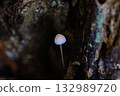 Mushrooms growing in a tree hollow 132989720
