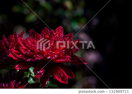 紅花菊花 紅花菊花 132989721