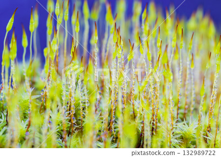 Sunagoke moss colony 132989722