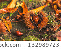 Ripened chestnuts that have fallen to the ground 132989723