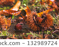 Ripened chestnuts that have fallen to the ground 132989724