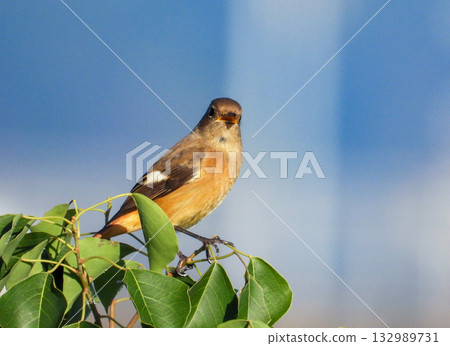 Daurian Redstart female staying on a branch 132989731