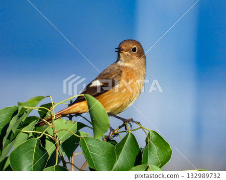Daurian Redstart female staying on a branch 132989732