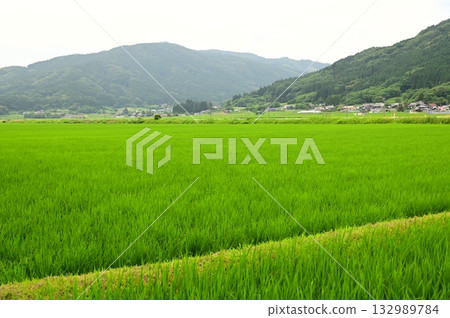 Summer Tono rice field scenery and Kamaishi Line Summer Tono rice field scenery and Kamaishi Line 132989784