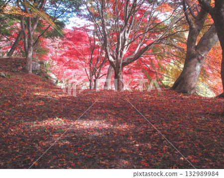 Autumn leaves at Koshihata Furusato Village, a tourist spot in Kagamino Town, Okayama Prefecture 132989984