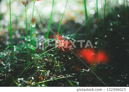 凋落的紅花 凋落的紅花 132990025