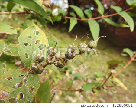 繡球科植物「溲疏」的果實於秋季成熟 繡球科植物「溲疏」的果實於秋季成熟 132990091