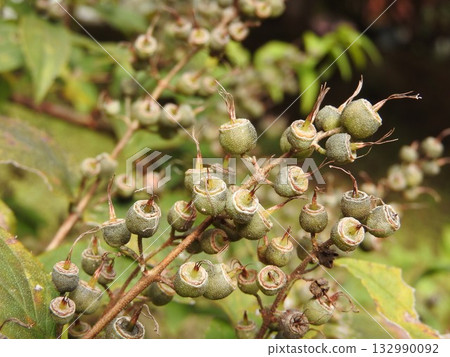 Fruit of the Hydrangea family "Deutzia" ripened in autumn Fruit of the Hydrangea family "Deutzia" ripened in autumn 132990092