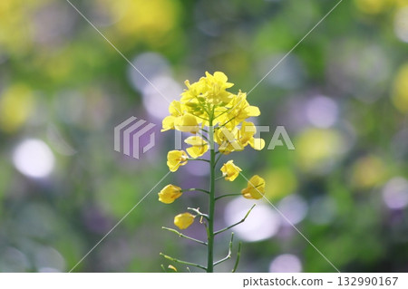 黃色油菜花 132990167