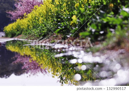 Rape blossom field and cherry blossoms reflected in a puddle 132990517
