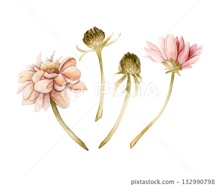Dahlia autumn flower bud set. Chrysanthemum Aster Echinacea. Watercolor hand drawn floral illustration isolated on white background for wedding design home textile cosmetic package porcelain crockery Dahlia autumn flower bud set. Chrysanthemum Aster Echinacea. Watercolor hand drawn floral illustration isolated on white background for wedding design home textile cosmetic package porcelain crockery 132990798
