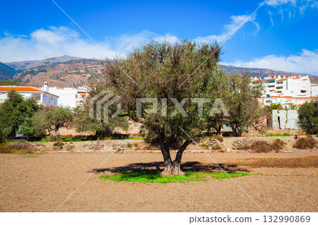 Ancient olive trees route in Orgiva, Spain Ancient olive trees route in Orgiva, Spain 132990869