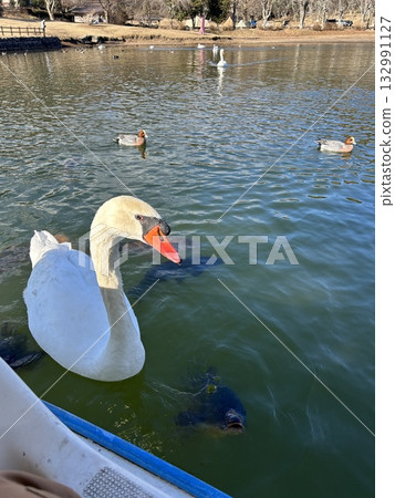 Feeding the ducks on a duck boat 132991127