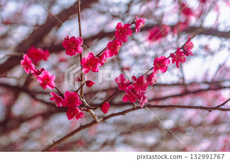 梅花 5-20 132991767