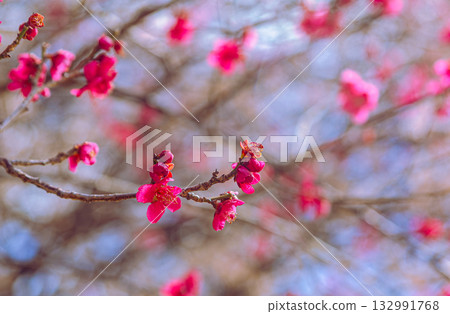 Plum Blossoms 5-21 132991768