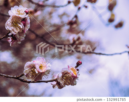 Plum Blossoms 5-56 132991785