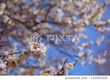 梅花 5-35 132991838