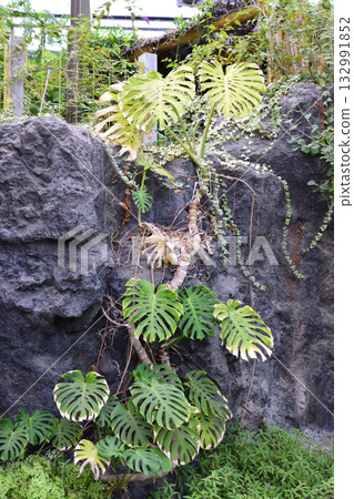 Flowers seen at Lulu Park in autumn (Horse chestnut) Flowers seen at Lulu Park in autumn (Horse chestnut) 132991852