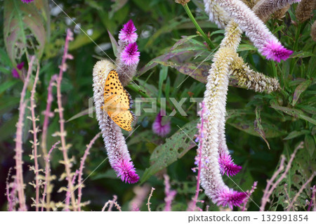 秋季在露露公園看到的花朵(Yarigateitou) 秋季在露露公園看到的花朵(Yarigateitou) 132991854