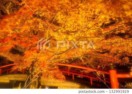 Ikaho Onsen in autumn: Illuminated autumn leaves at Kajika Bridge 132991929