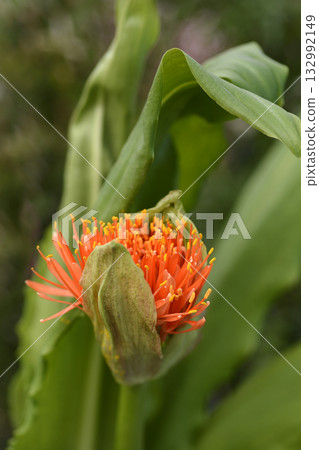 Ball lily Ball lily 132992149