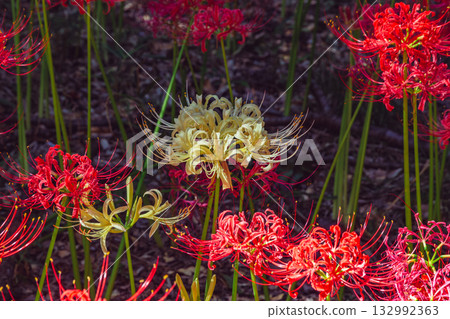 禦嶽山天然森林公園,紅蜘蛛百合 3-66 禦嶽山天然森林公園,紅蜘蛛百合 3-66 132992363