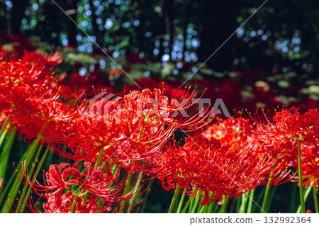 禦嶽山天然森林公園，紅蜘蛛百合 3-67 132992364