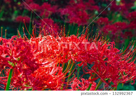禦嶽山天然森林公園，紅蜘蛛百合3-69 132992367
