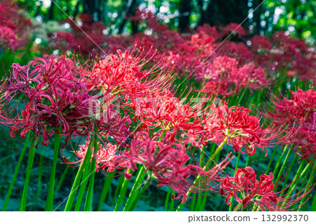 Mount Ontake Natural Forest Park, Red Spider Lily 3-72 Mount Ontake Natural Forest Park, Red Spider Lily 3-72 132992370