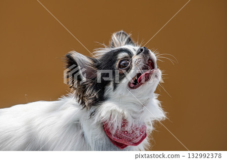 表情可愛的吉娃娃 132992378